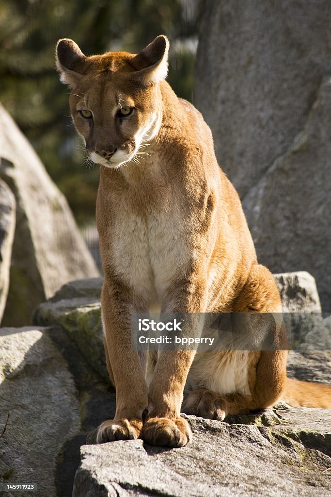 Mountain Lion 쿠거 루킹 for Prey - 로열티 프리 가르랑거림 스톡 사진