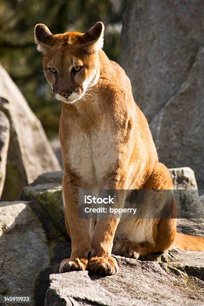 Mountain Lion 쿠거 루킹 For Prey 가르랑거림에 대한 스톡 사진 및 기타 이미지 - 가르랑거림, 고양잇과, 동물