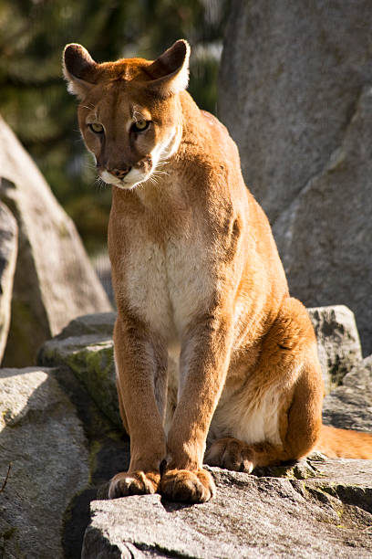 istock Mountain Lion Cougar Looking for Prey 145911923