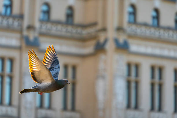 Urban Dove in flight with extended wings. Flying under a shadow and light contrast. Sun passing through the wings creates a glowing effect. Selective focus with a shallow dept of field