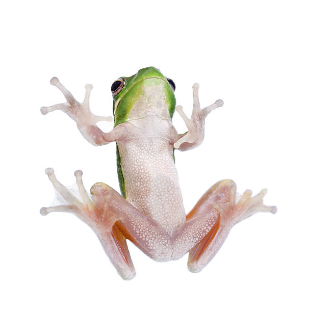 frog - prince charming stock-fotos und bilder