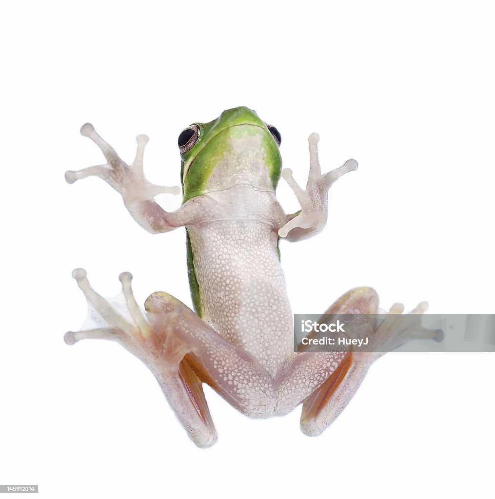 Rana - Foto stock royalty-free di Inquadratura estrema dal basso