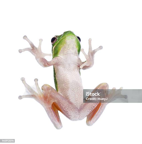 Foto de Sapo e mais fotos de stock de Rã - Rã, Vista de Baixo para Cima, Abaixo