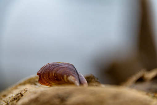 Freshwater snail shell under water