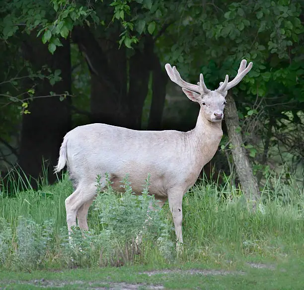 Fallow-deer. Russian nature, Voronezh area