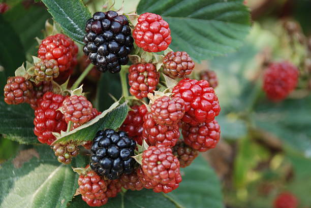 istock Blackberries ripening on the vine 145912068