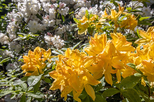 Azalea 'Golden Lights' at Bute Park of Cardiff in South Glamorgan, Wales