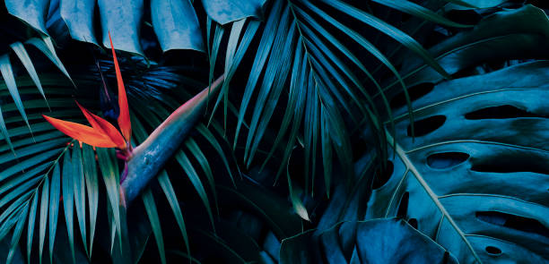 istock Tropical exotic flower on blue leaves background 1459121113