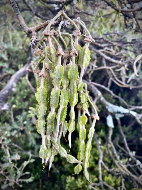 sophora chrysophylla ist eine pflanzenart aus der familie der bohnengewächse (bohnen). - polymorphkernige zelle stock-fotos und bilder