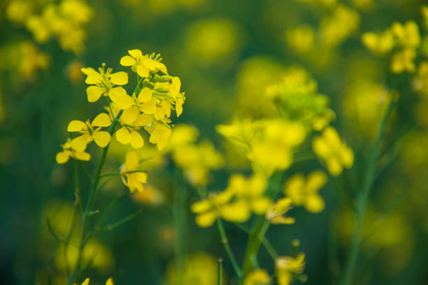 Close-up Focus A Beautiful  Blooming  Yellow rapeseed flower  with blurry background Close-up Focus A Beautiful  Blooming  Yellow rapeseed flower  with blurry background brassica rapa stock pictures, royalty-free photos & images