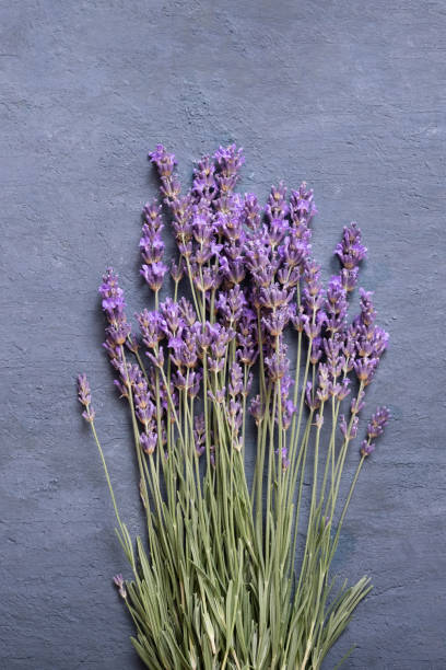 istock Lavender flowers on concrete background top view. Vertical format 1459122187