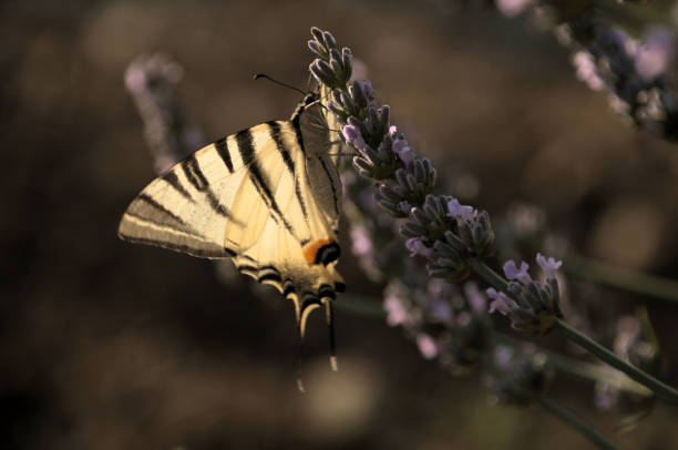 istock Scarce Swallowtail butterfly (Iphiclides podalirius) on Lavender 1459122494