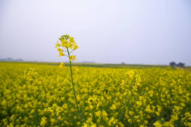 Field filled with bright yellow flowers reaching toward a cloudless blue sky, creating a picturesque spring landscape under the warm sun.