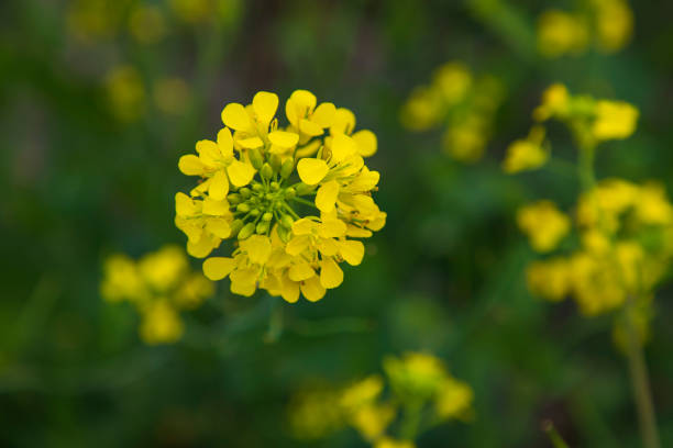 istock Close-up Focus A Beautiful  Blooming  Yellow rapeseed flower  with blurry background 1459122628