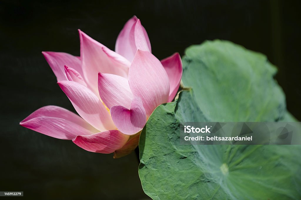 Rouge fleur de lotus - Photo de Beauté libre de droits