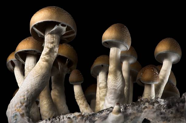 Psilocibe cubensis just a nice crowd of mushrooms hypha stock pictures, royalty-free photos & images