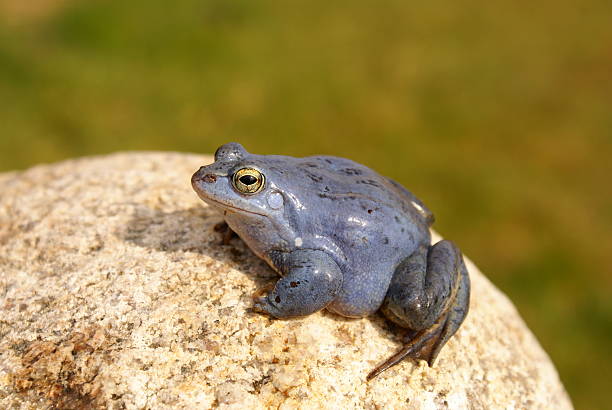 Frog stock photo