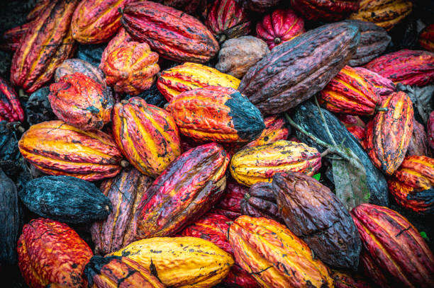 istock Colorful raw cacao beans 1459126860