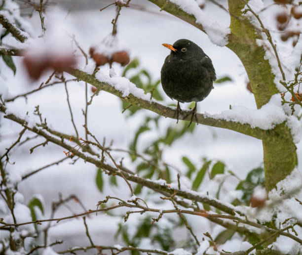 istock Blackbird sitting in an apple tree 1459127059
