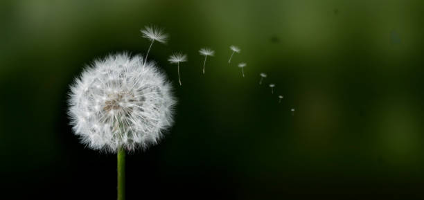 istock Dandelion with flying dandelion seeds 1459127923