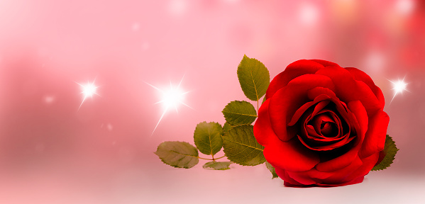 Red rose against a pink background