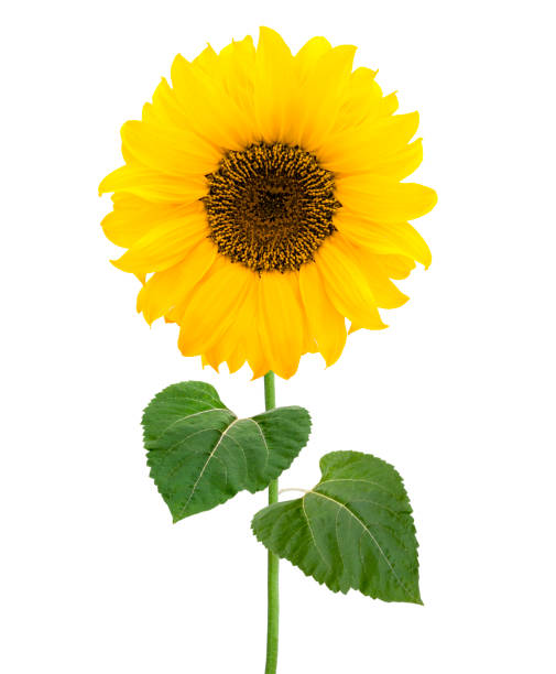tournesol avec des lames vertes d'isolement - sunflower field single flower flower photos et images de collection