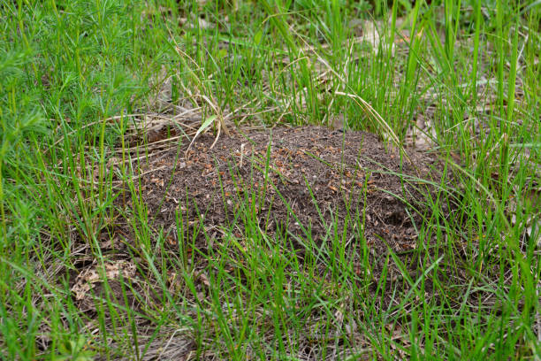istock anthill isolated among green grass, close-up 1459131590
