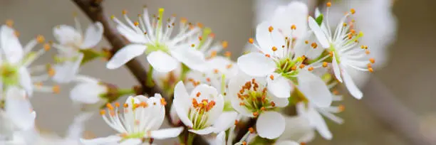 detail of hawthorn in springtime