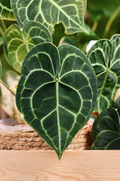 istock Leaf with white lace pattern veins of exotic 'Anthurium Clarinervium' 1459132406