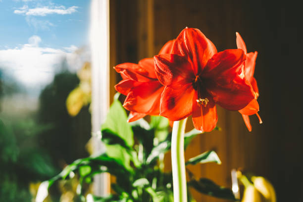 Pot of Amaryllis on a window sill. Amaryllis or Hippeastrum, take your pick. Notice how the clouds are in focus.