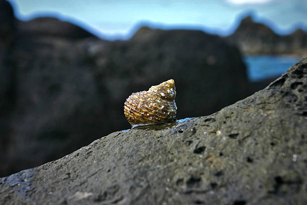 Hermit crab on a rock stock photo