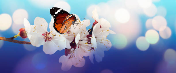 istock Beautiful butterfly and branch with tiny flowers on light blue background, bokeh effect. Awesome spring blossom 1459133122