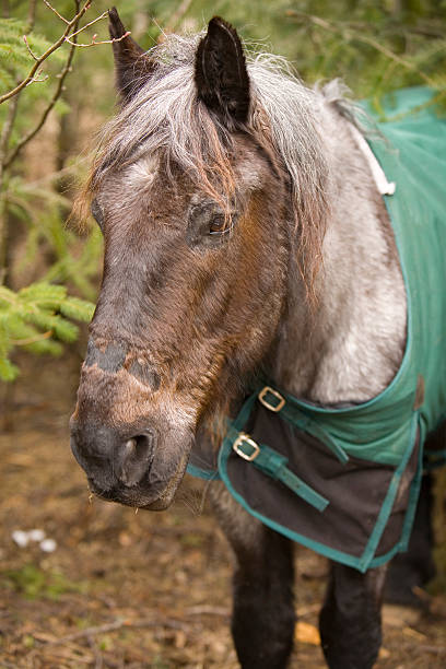 Old Horse in the Forest stock photo
