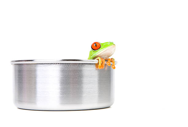 frog on cooking pot stock photo