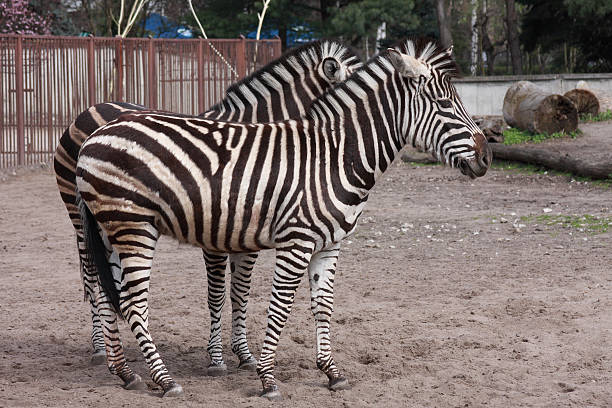 Zebras in ZOO stock photo