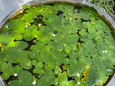 Stock photo showing close-up, elevated view of fish pond water surface covered in the pads of a miniature water lily.