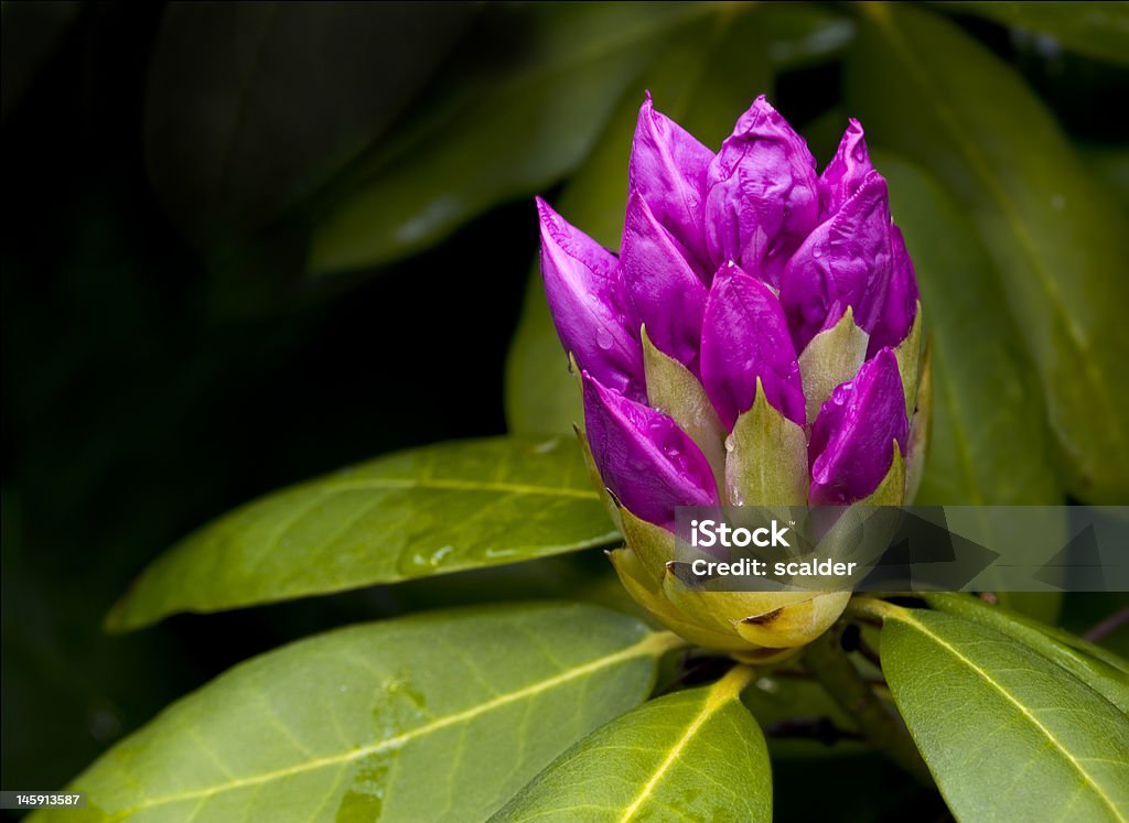 Częściowo otwarta rhododendron - Zbiór zdjęć royalty-free (Appalachy)