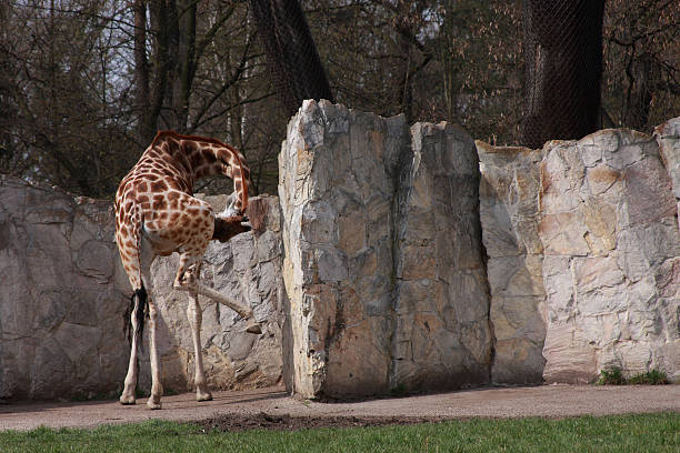 Giraffe in ZOO stock photo