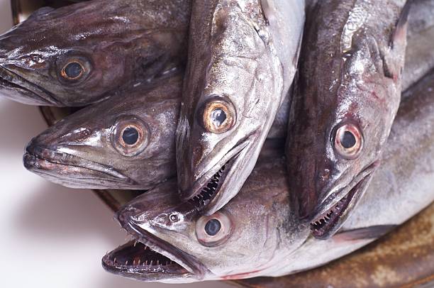 istock lot of fresh young hake 145913748