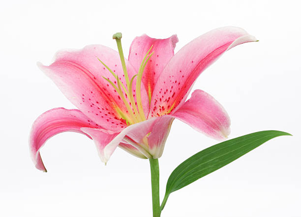 istock Fresh beautiful red lily flower blossom isolated 145913867