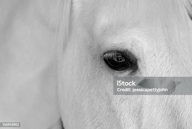 Weißes Pferd Portrait Stockfoto und mehr Bilder von Schimmel - Pferd - Schimmel - Pferd, Eleganz, Braune Augen
