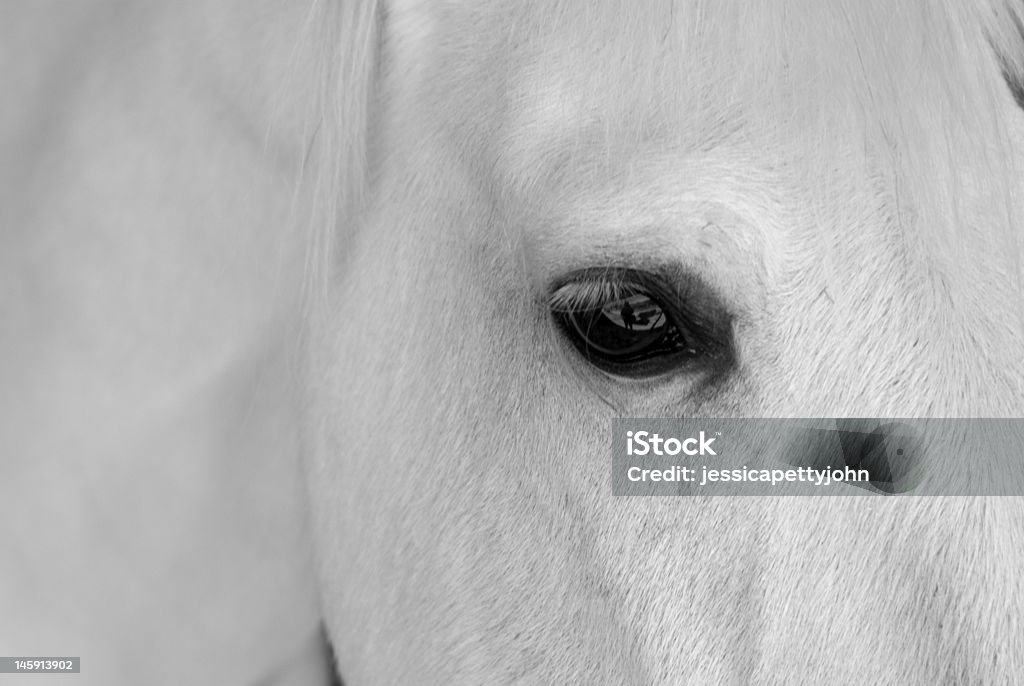 Cavalo Branco Retrato - Foto de stock de Cavalo Branco royalty-free