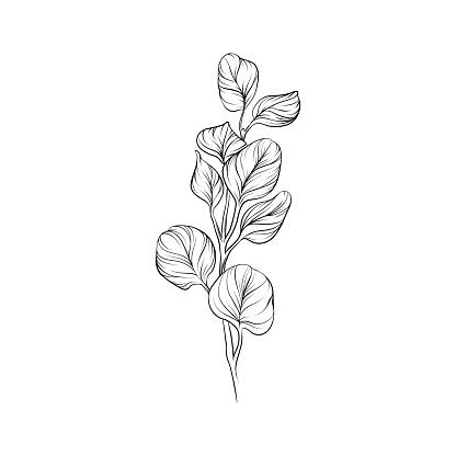 Eucalyptus branch with leaves pen and ink illustration. Vector EPS10 file.