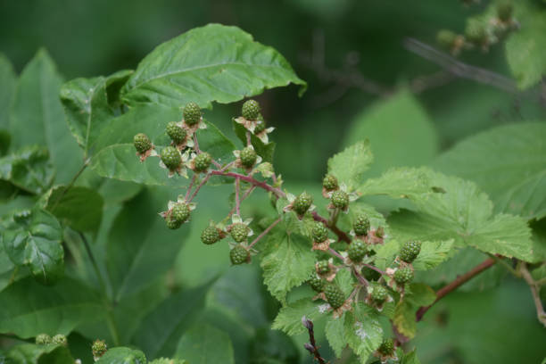 istock Unripened Green Raspberries Growing on a Bush 1459139951