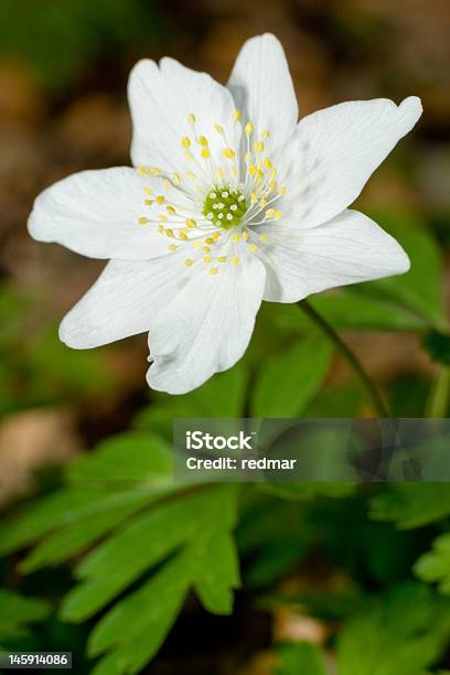 Anemone Narcissino Foto de stock y más banco de imágenes de Amarillo - Color - Amarillo - Color, Anemone Narcissino, Anémona de jardín