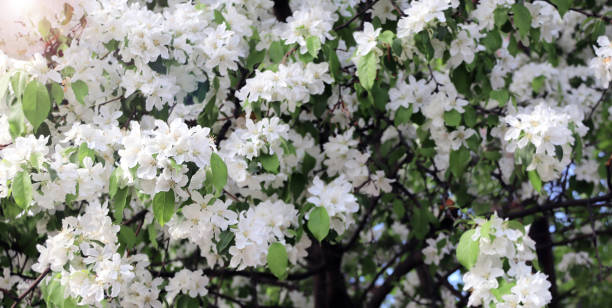 istock Branches of apple tree with white flowers. Horizontal banner with beautiful blooming apple on blurred sunny background 1459140898