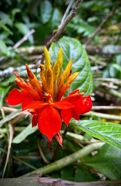 the red fiery spike / orange scarlet aphelandra flower (aphelandra aurantiaca) grows abundantly in damp areas near streams on the island of maui, hawai'i. stock photo