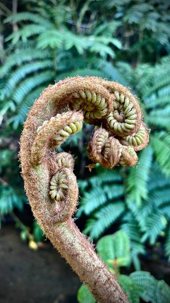 one brown and hairy fiddle head fern begins to emerge and uncoil its fronds. stock photo