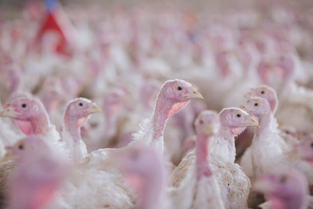 istock turkey farm. turkey close-up. turkey rearing concept 1459141516