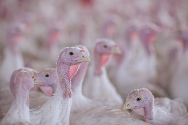 istock turkey farm. turkey close-up. turkey rearing concept 1459141523